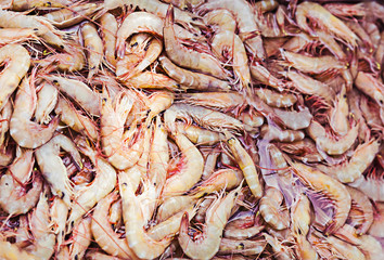 freshly caught shrimp