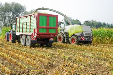 Maisernte, Maishäcksler in Aktion von hinten