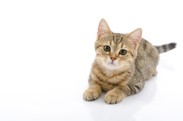 Cute golden kitten on white background