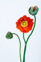 poppy flower