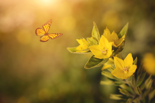 Photo of yellow wildflower and butterfly