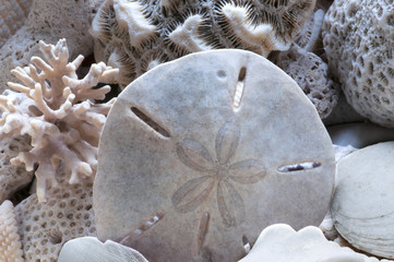 Sea shells and fossils on sand as background