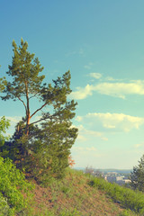 Fototapeta premium Beautiful summer landscape