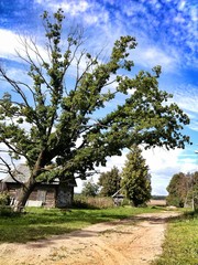 Fototapeta na wymiar Oak tree and abandoned wooden house near county road in village