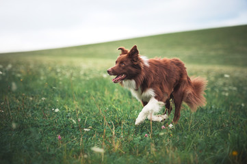 Red border collie dog running in a meadow - obrazy, fototapety, plakaty