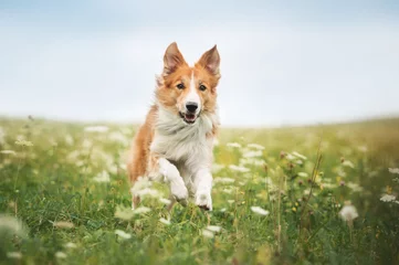 Poster Rode border collie-hond die in een weide loopt © ksuksa
