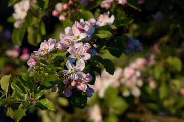 flowers of apple tree