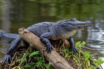 Fototapeten amerikanischer Alligator © hakoar