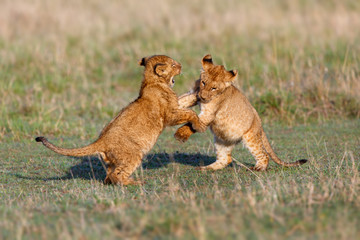 Playing Lion cubs in Masai Mara
