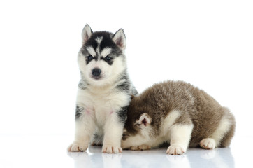 Two siberian husky laying and looking