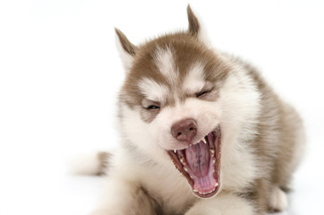Cute siberian husky puppy yawning