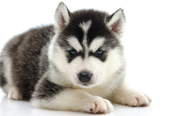 Obraz premium Cute siberian husky laying and looking