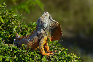 green iguana