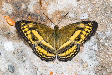 Fototapeta na wymiar Little Banded Yeoman butterfly