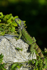 green iguana