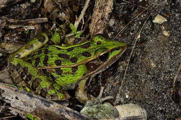 southern leopard frog