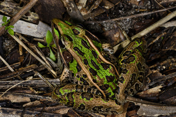 southern leopard frog