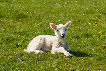 Naklejka na ściany i meble newborn lamb basking on spring meadow