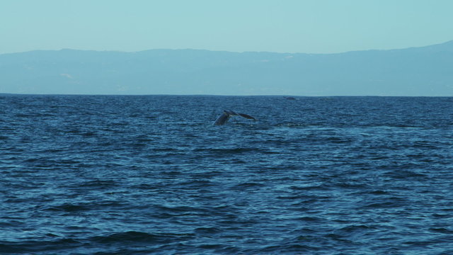 Diving Humpback Whale tail Fluke mammal swimming coastline, Pacific Ocean, USA
