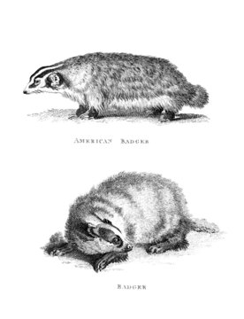 Victorian engraving of a badger.