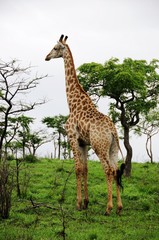 Giralle im Krüger Nationalpark - Südafrika