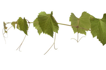 Grape leaves