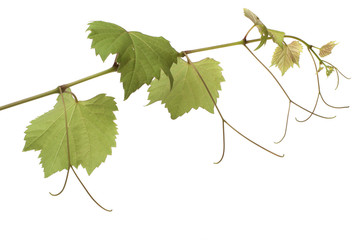 Grape leaves