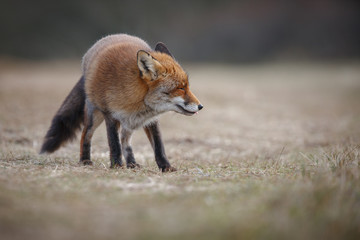 Vixen in a field, adult red fox
