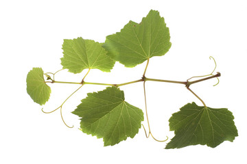 Fototapeta premium Grape leaves