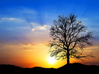 Fototapeta na wymiar puesta de sol tra el arbol