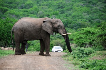 Fototapeta na wymiar Elefant beim Fressen in Südafrika
