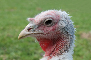 A Close Up View of a Turkey Bird Head.