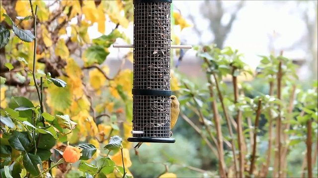 Gr&uuml;nfink pickt Sonnenblumenkerne 