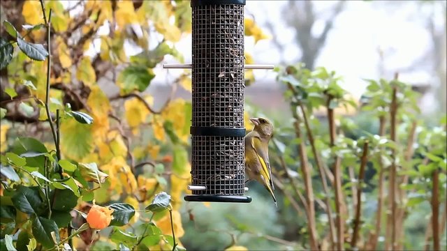 Gr&uuml;nfink pickt Sonnenblumenkerne 