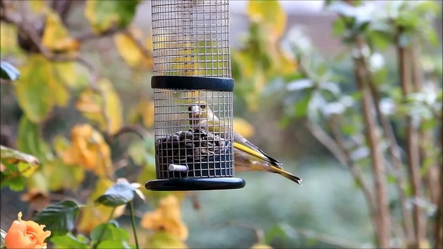 Gr&uuml;nfink pickt Sonnenblumenkerne 