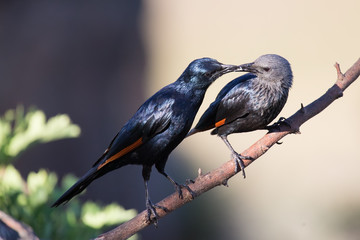Pair of red winged starlings wit on branch busy with courtship