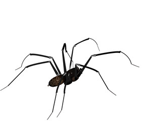 Spinne