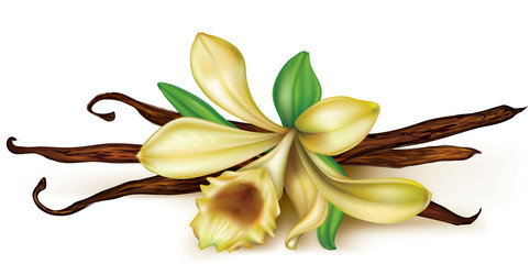 Vanilla orchid © dracozlat
