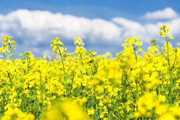 Yellow flower field and blue sky.