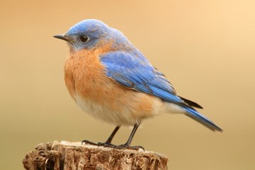 Male Eastern Bluebird