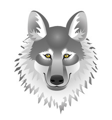 Obraz premium head fluffy, gray wolf on a white background