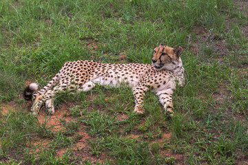 Cheetah, South Africa.