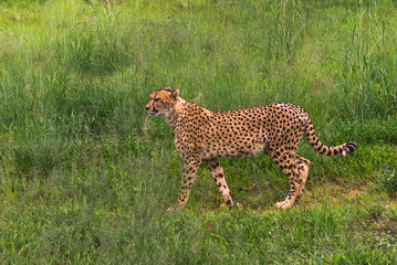 Cheetah, South Africa.