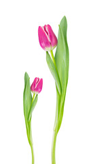 Pink tulips isolated on white