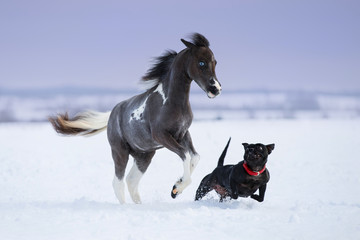 Paint miniature horse playing with a dog on snow field