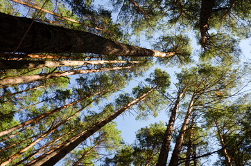 Forest