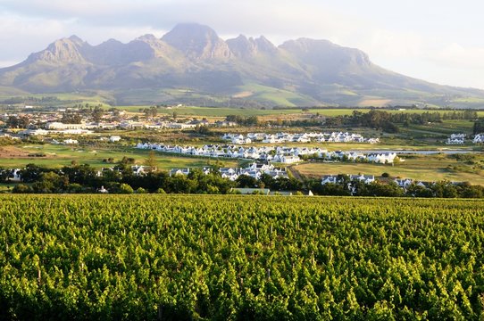 Weinanbau in Stellenbosch - Südafrika