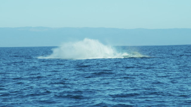 Breaching Humpback Whale mammal coastal waters Pacific Ocean, USA