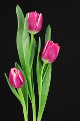 Vivid pink and white tulips on dark background