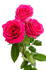 Naklejka premium Drei Rosen